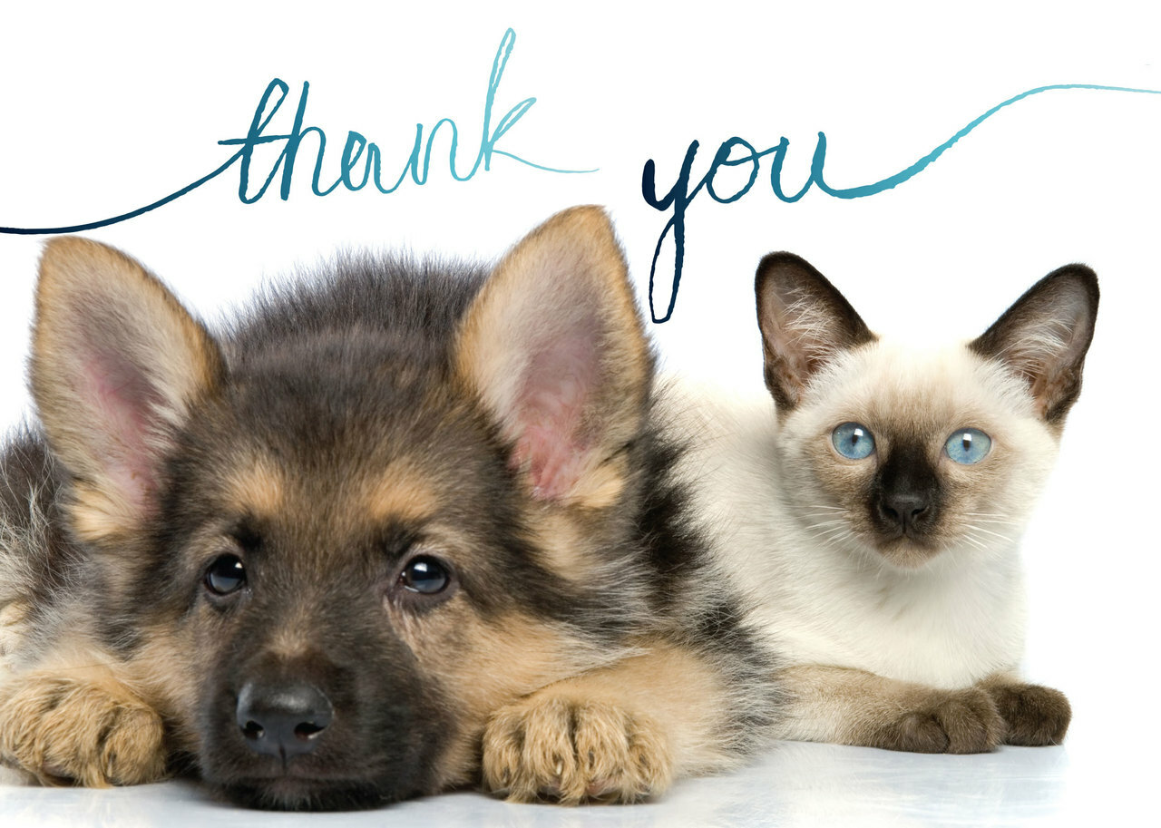 veterinary-occasion-cards