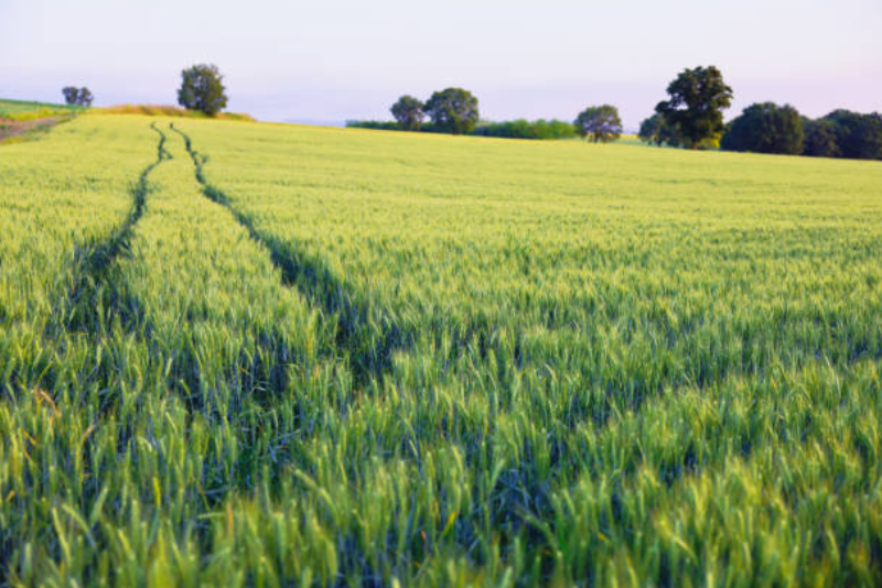 Florida Farm For Sale: A Comprehensive Buying Guide