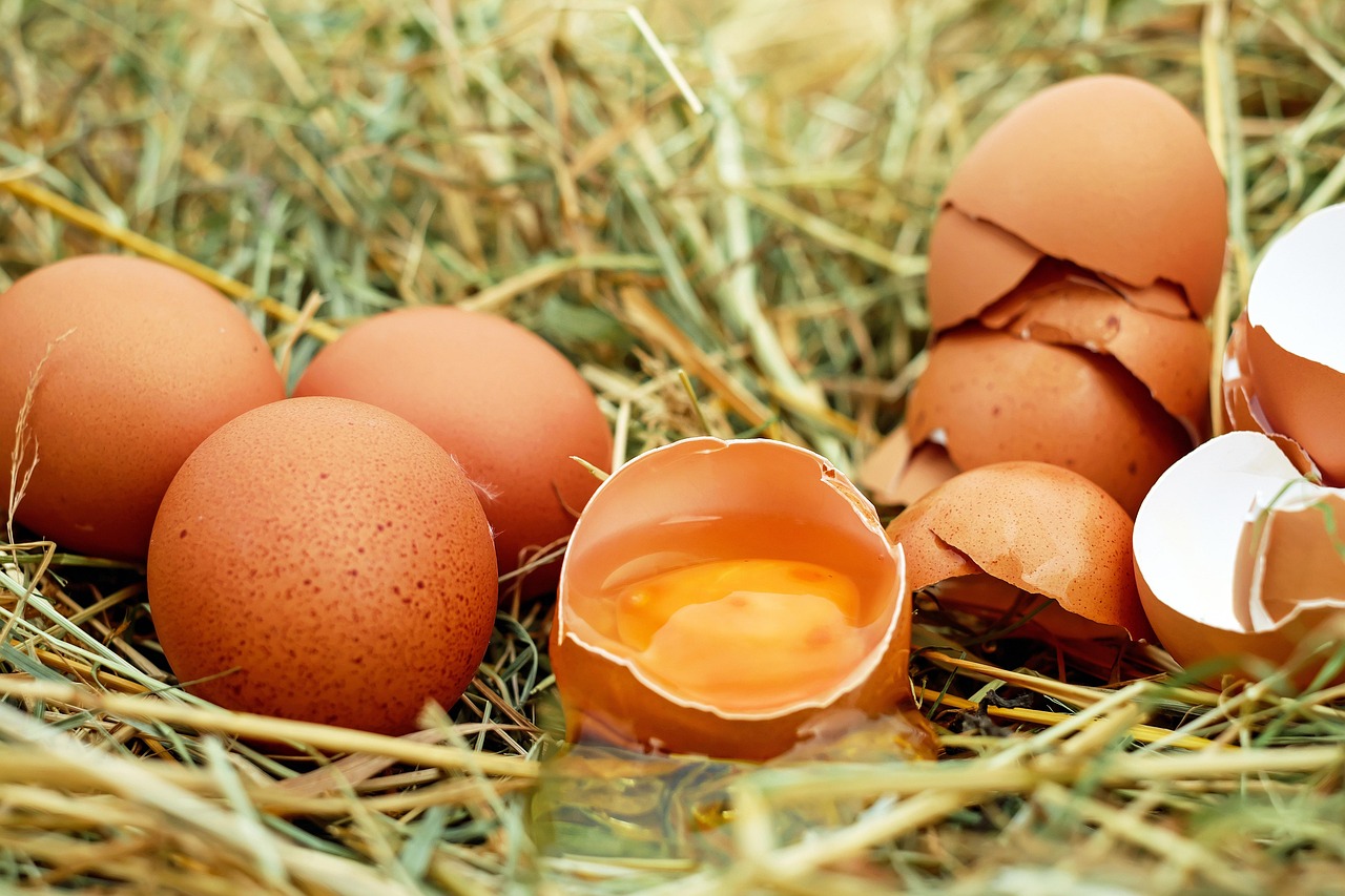 The Complete Egg Donation Screening Process in San Diego: Your Step-by-Step Guide